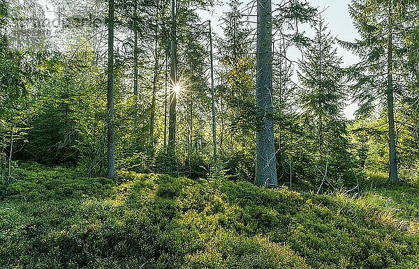 Wald und Beerensträucher (Vaccinium) am Hochmoor Klosterfilz  im Gegenlicht mit Sonnenstern  Bayerischer Wald  Bayern  Deutschland  Europa