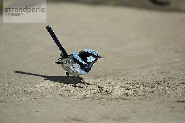 Prachtstaffelschwanz (Malurus cyaneus)  erwachsener Vogel auf einer Betoneinfahrt  Victoria  Australien  Ozeanien