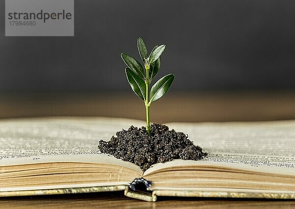 Assortment with book plant ground