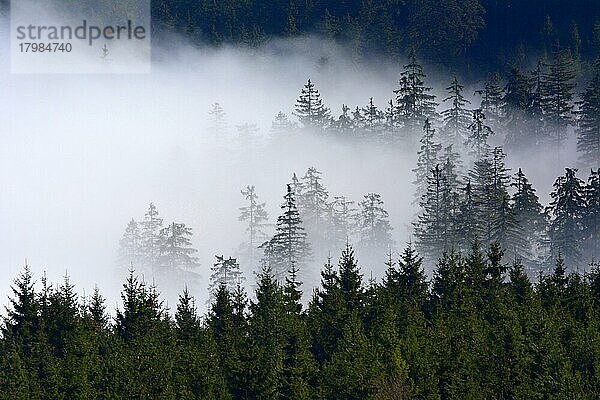 Nord  Schwarzwald bei Kaltenbronn  Ausblick vom Hohlohturm  Kaiser Wilhelm Thurm 1857  Schwarzwald im Nebel