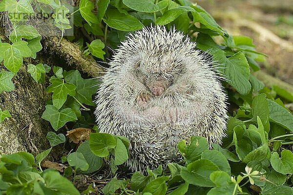 Braunbrustigel (Erinaceus europaeus) albino  erwachsener Igel ruhend an einem Baumstamm  Suffolk  England  Großbritannien  Europa