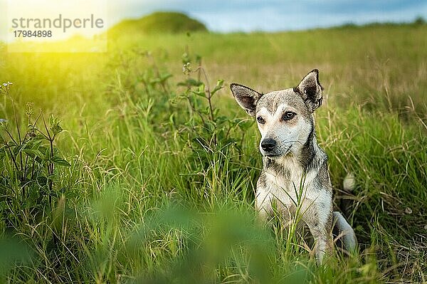 Ein Hund im Feld  Nahaufnahme eines Hundes im Feld mit Kopierraum  Nahaufnahme eines Hundes im Feld mit Blick in die Ferne