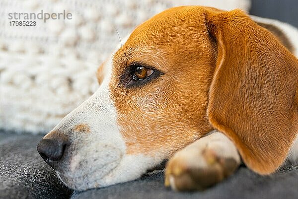 Erwachsener männlicher Beagle-Hund  der sich auf Gartenmöbeln ausruht  geringe Tiefenschärfe  Thema Hund