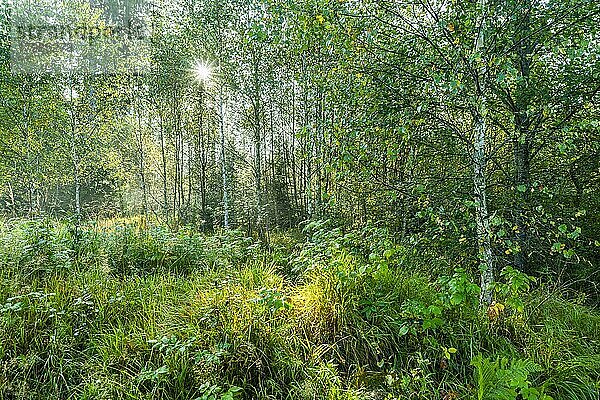 Moorbirken (Betula pubescens) im Herbst  im Gegenlicht mit Sonnenstern  Bayerischer Wald  Bayern  Deutschland  Europa