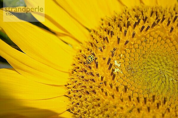 Marienkäfer auf Sonnenblume (Helianthus annuus)  Sonnenblume
