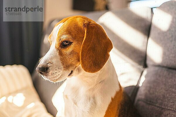 Tricolor Beagle Erwachsener Hund auf Sofa in hellem Raum - niedliche Tierfotografie