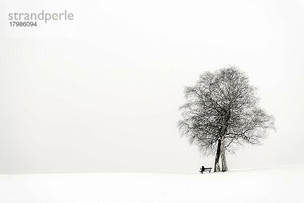 Einsame Frau sitzend auf Bank  mit Baum in Winterlandschaft  schwarzweiß  Kaufbeuren  Ostallgäu  Bayern  Deutschland  Europa