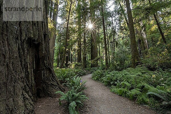 Wanderweg durch Wald mit Küstenmammutbäumen (Sequoia sempervirens) und Farnen  Sonnenstern  dichte Vegetation  Jedediah Smith Redwoods State Park  Simpson-Reed Trail  Kalifornien  USA  Nordamerika