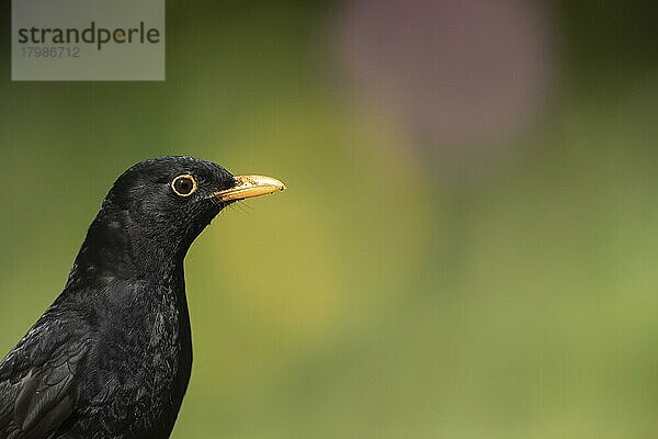 Europäische Amsel (Turdus merula)  erwachsener männlicher Vogel  Kopfporträt  Suffolk  England  Großbritannien  Europa