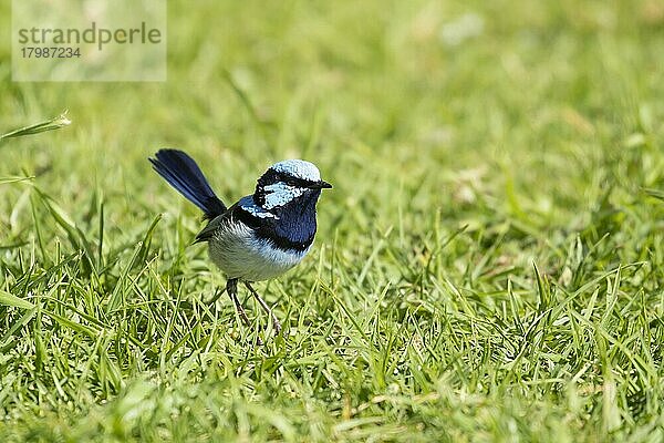 Prachtstaffelschwanz (Malurus cyaneus)  erwachsener Vogel auf einer Wiese  Victoria  Australien  Ozeanien