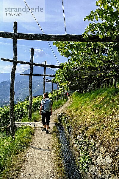 Wanderer  Seniorin am Tschermser Waalweg  bei Marling  Burggrafenamt  Südtirol  Italien  Europa