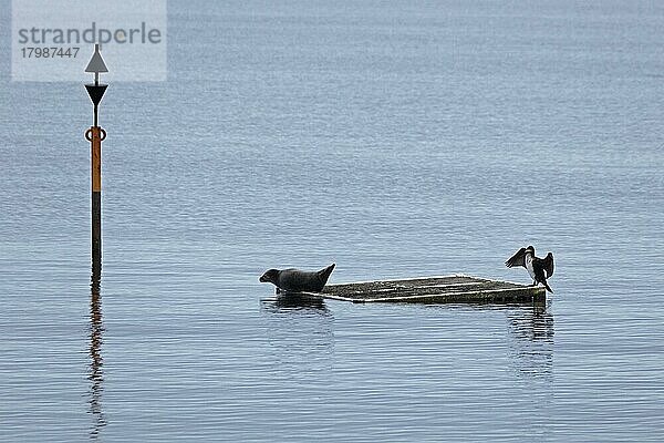 Seehund und Kormoran (Phalacrocorax carbo) zusammen auf einem Floß  Naturschutzgebiet Geltinger Birk  Falshöft  Schleswig-Holstein  Deutschland  Europa