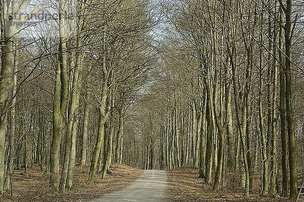 Rotbuche (Fagus sylvatica) im Frühjahr kurz vor der Blattwerdung in Fyledalen  Gemeinde Ystad  Schonen  Schweden  Skandinavien  Europa