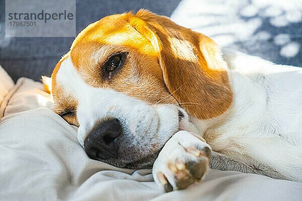 Tricolor Beagle Erwachsener Hund auf Sofa in hellem Raum - niedliche Tierfotografie