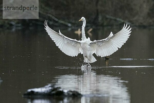 Silberreiher (Ardea alba) landet im Wasser  Frontalaufnahme  Hessen  Deutschland  Europa