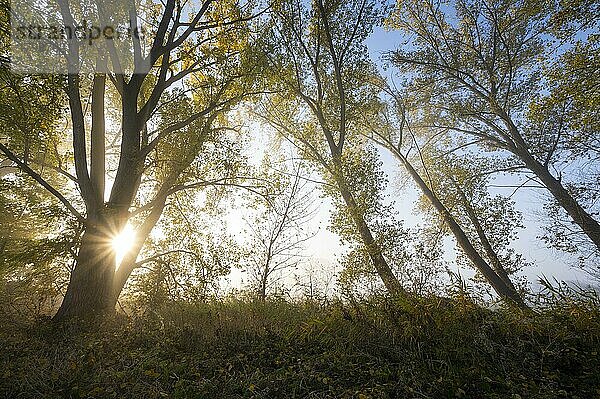 Pappeln (Populus) bei Sonnenaufgang  mit Sonnenstern  Thüringen  Deutschland  Europa