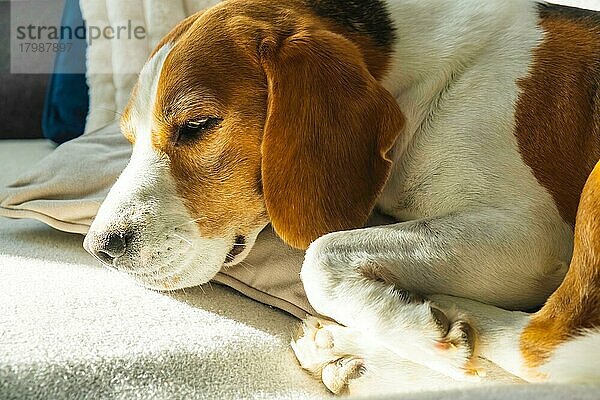 Tricolor Beagle Erwachsener Hund auf Sofa in hellem Raum - niedliche Tierfotografie