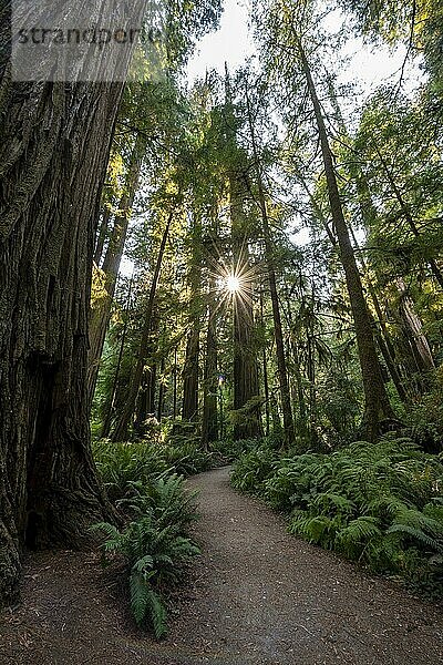 Wanderweg durch Wald mit Küstenmammutbäumen (Sequoia sempervirens) und Farnen  Sonnenstern  dichte Vegetation  Jedediah Smith Redwoods State Park  Simpson-Reed Trail  Kalifornien  USA  Nordamerika