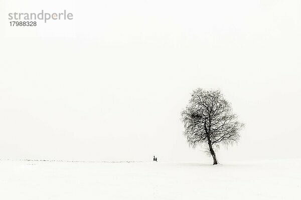 Einsame Frau knieend an Marterl mit Baum in Winterlandschaft  schwarzweiß  Kaufbeuren  Ostallgäu  Bayern  Deutschland  Europa