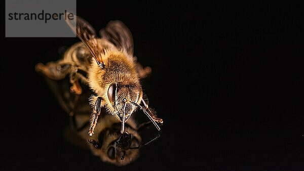 Biene vor schwarzem Hintergrund. Honigbiene Detail Foto mit Textfreiraum auf der rechten Seite