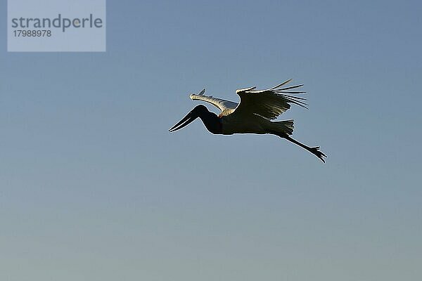 Fliegender Jabiru (Jabiru mycteria) im Gegenlicht. Pantanal  Mato Grosso  Brasilien  Südamerika