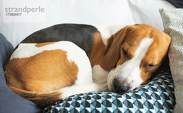 Erwachsener männlicher Beagle-Hund schläft auf seinem Kopfkissen. Thema Hund