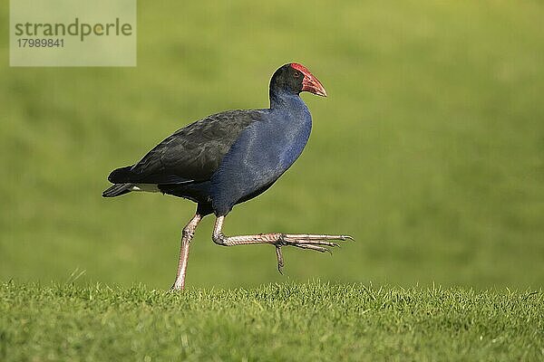 Australasisches Sumpfhuhn (Porphyrio melanotus)  erwachsener Vogel auf einem Rasen  Melbourne  Victoria  Australien  Ozeanien