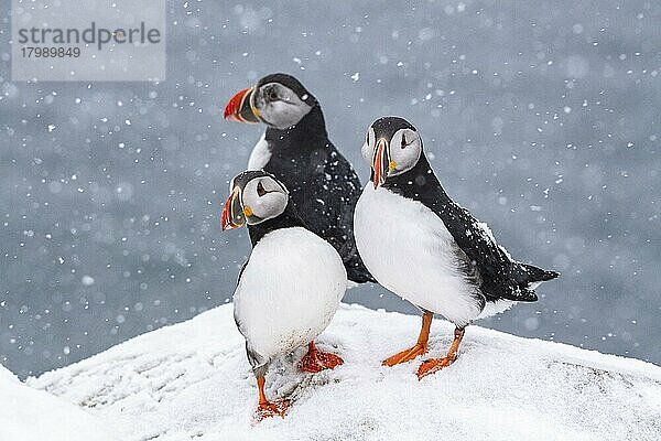 Drei Papageitaucher (Fratercula arctica) im Winter bei Schneefall  Insel Hornoya  Hornøya  Vardø  Varanger Halbinsel  Troms og Finnmark  Norwegen  Europa