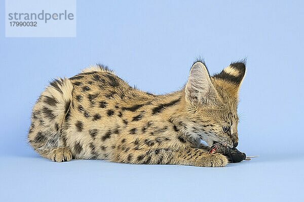 Serval (Leptailurus serval)  frisst Maus  liegend  Jungtier  17 Wochen  captive  Studioaufnahme  Österreich  Europa