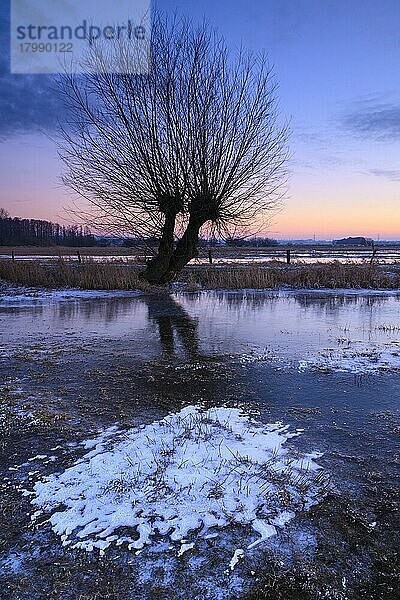 Silhouette einer Weide im Ochsenmoor am Dümmer bei Sonnenuntergang  Hüde  Niedersachsen  Deutschland  Europa