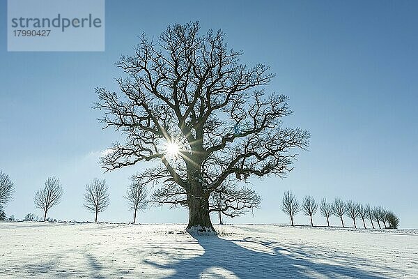 Alte Stieleiche (Quercus robur)  Solitärbaum im Winter im Gegenlicht mit Sonnenstern  Thüringen  Deutschland  Europa