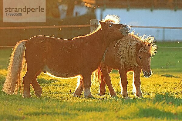 Pferd (Equus)  Shetland Pony  Gegenlicht  Leverkusen  Nordrhein-Westfalen  Deutschland  Europa