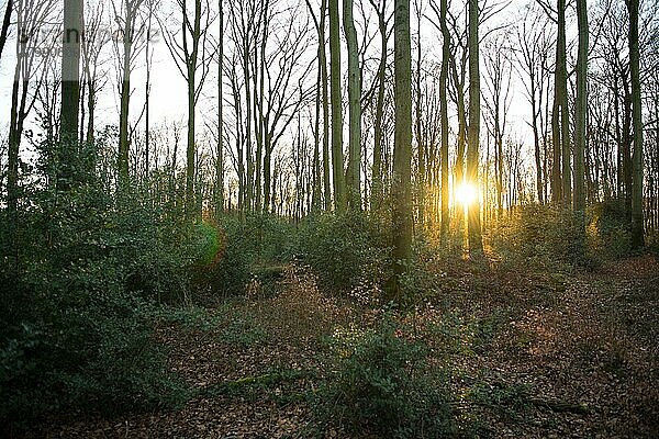 Rotbuche (Fagus sylvatica)  romantischer Sonnenuntergang im Buchenwald  Velbert  Deutschland  Europa