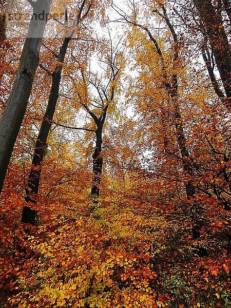 Laubmischwald  romantischer Herbstwald in gelb-roter Farbe  Velbert  Deutschland  Europa