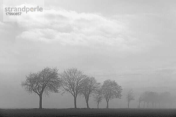 Laubbäume  Baumreihe im Nebel  schwarzweiß  Nordrhein-Westfalen  Deutschland  Europa