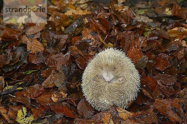 Braunbrustigel (Erinaceus europaeus) albino  erwachsener Igel ruhend auf gefallenem Herbstlaub  Suffolk  England  Großbritannien  Europa