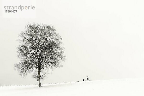 Einsame Frau knieend an Marterl mit Baum in Winterlandschaft  schwarzweiß  Kaufbeuren  Ostallgäu  Bayern  Deutschland  Europa