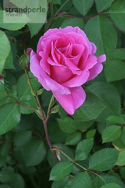 HybridStrauchrose (Rosa)  Blüte  Nahaufnahme  Virginia  Vereinigte Staaten