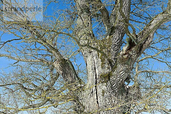 Baumkrone einer alten Stieleiche (Quercus robur) im Winter  Thüringen  Deutschland  Europa