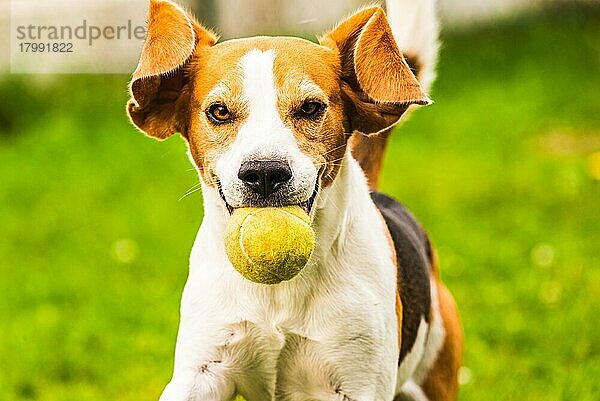 Beagle Hund Spaß im Hinterhof  im Freien laufen mit Ball  Hundetraining