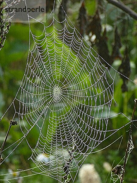 Spinnennetz nach Regen  Gegenlichtfoto