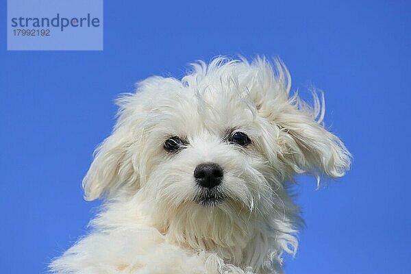 Malteser Welpe (Canis lupus familiaris)  Welpe blauer Hintergrund  Portrait  Rheinland-Pfalz  Deutschland  Europa