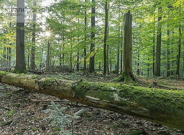 Naturnaher Mischwald  abgestorbener  mit Moos bewachsener Stamm  im Gegenlicht  mit Sonnenstern  Nationalpark Bayerischer Wald  Bayern  Deutschland  Europa