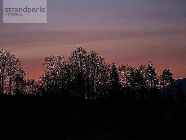 Silhouette von Bäumen im Morgenrot  Leoben  Steiermark  Österreich  Europa