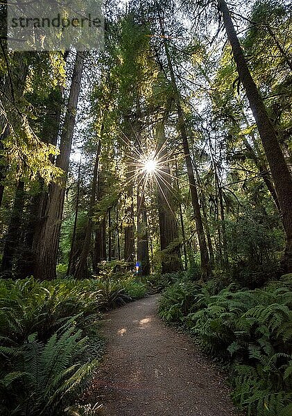 Wanderweg durch Wald mit Küstenmammutbäumen (Sequoia sempervirens) und Farnen  Sonnenstern  dichte Vegetation  Jedediah Smith Redwoods State Park  Simpson-Reed Trail  Kalifornien  USA  Nordamerika