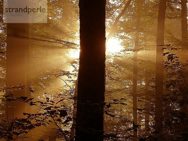 Maulbronn  Nebel im Wald mit Strahlensonne im Gegenlicht