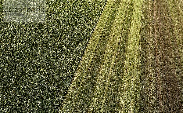 Drohnenaufnahme  Struktur einer abgemähten Wiese  Agrarlanschaft  Mondseeland  Salzkammergut  Oberösterreich  Österreich  Europa