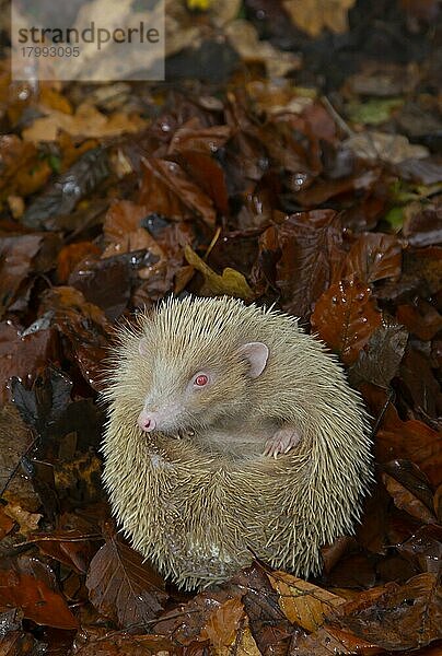 Braunbrustigel (Erinaceus europaeus) albino  erwachsen  ruhend auf gefallenem Herbstlaub  Suffolk  England  Großbritannien  Europa