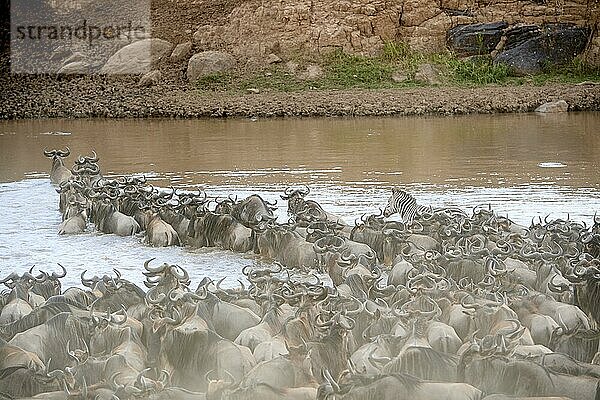 Östliche Streifengnu-Herde (Connochaetes taurinus) überquert den Mara-Fluss. Masai Mara-Nationalreservat  Kenia  Afrika