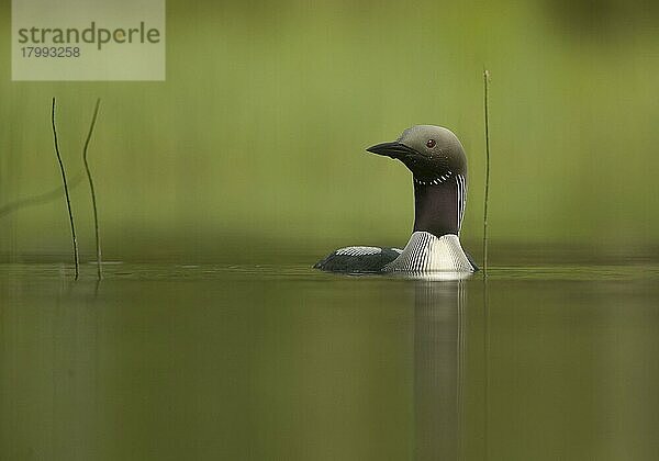 Schwarzkehltaucher (Gavia arctica)  Erwachsener auf dem Wasser  Niedrigwinkel  Finnland  Sommer  Europa